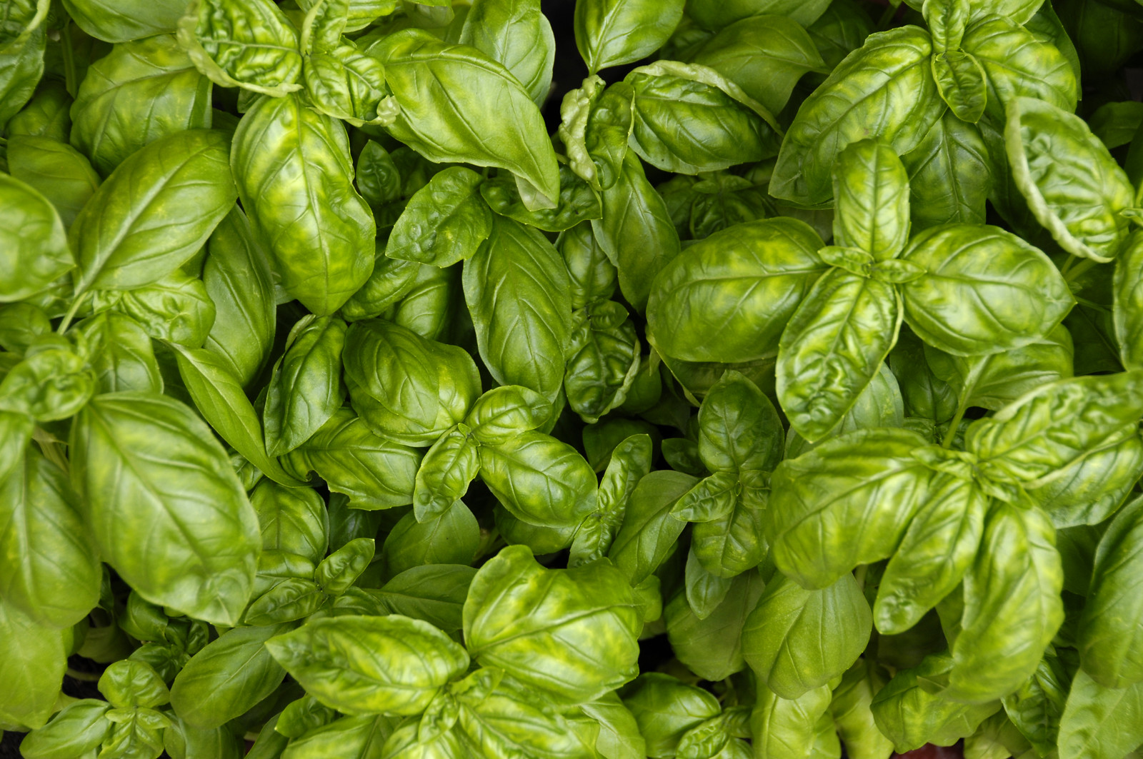 Basil Growing and Care Guide
