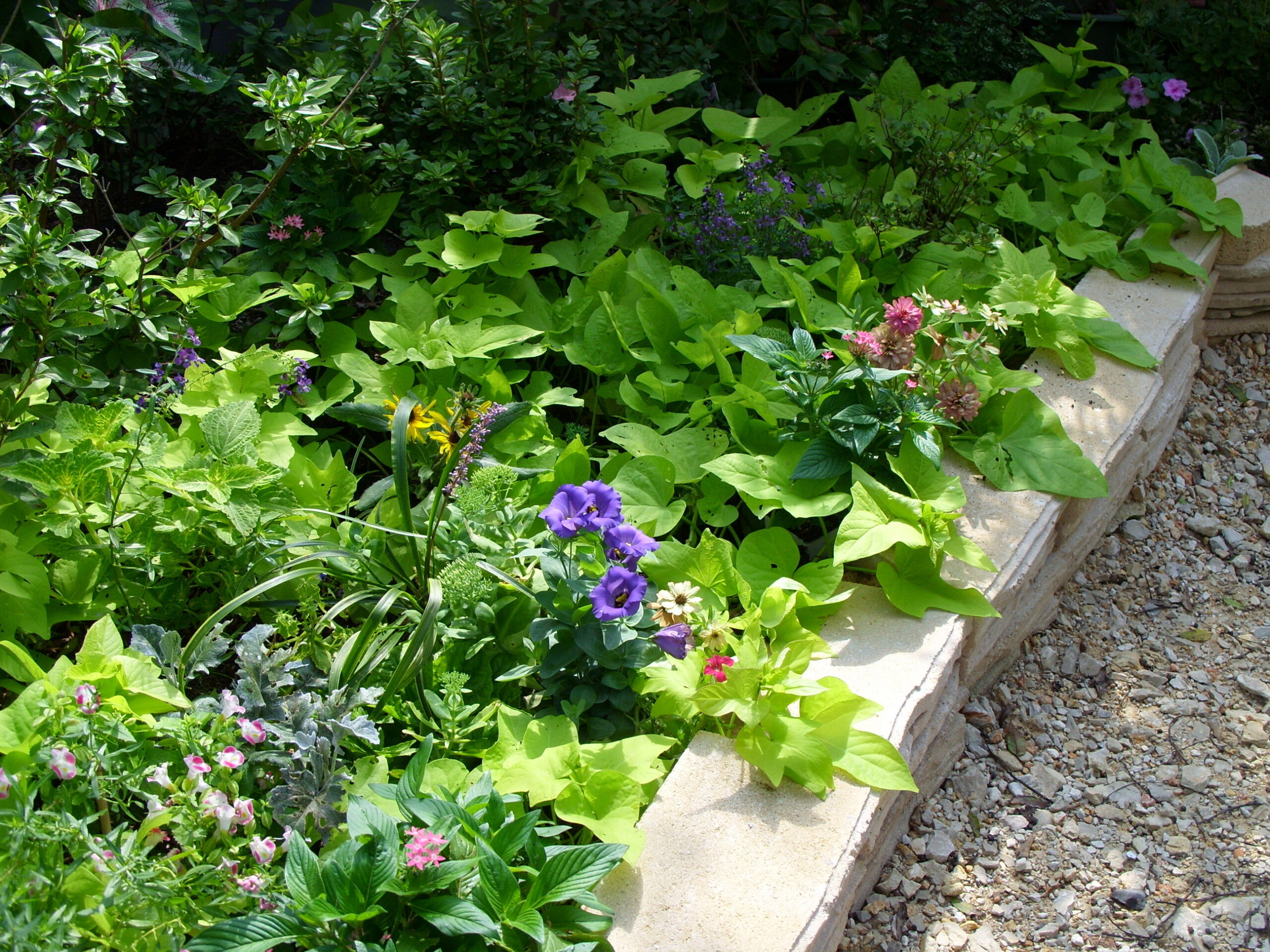 Designing With Annuals and Perennials