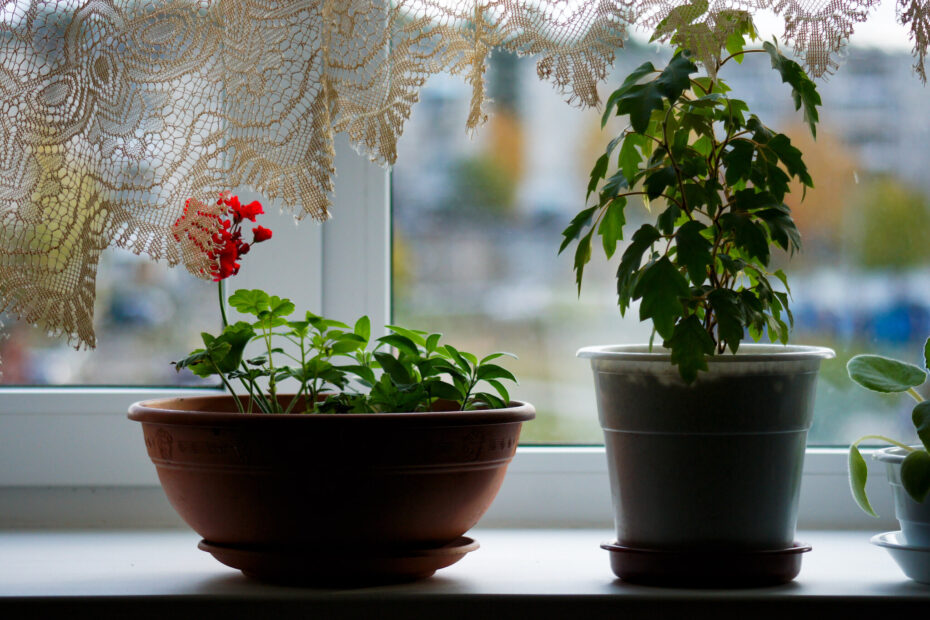 Caring for Houseplants