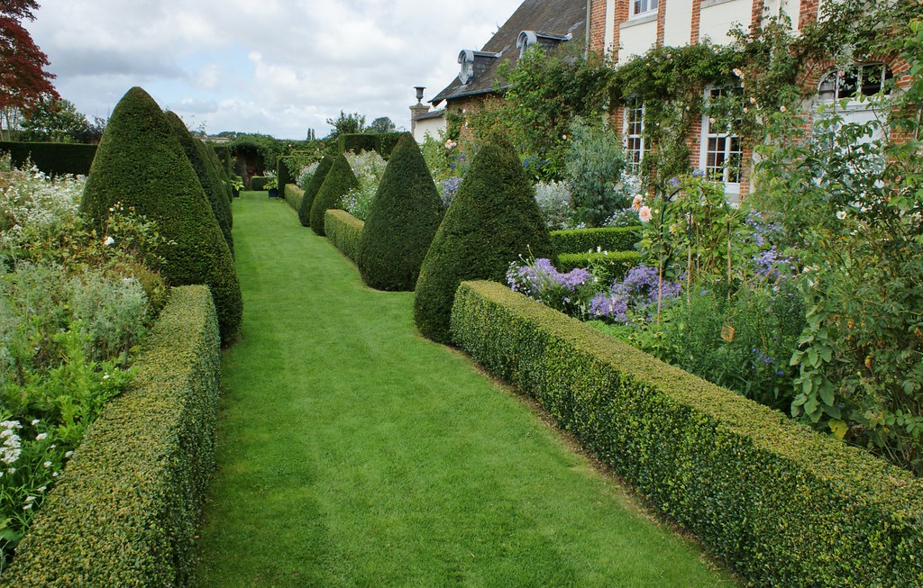 Boxwood hedge and taxus cones