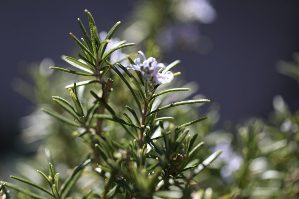 Rosemary robust herbs