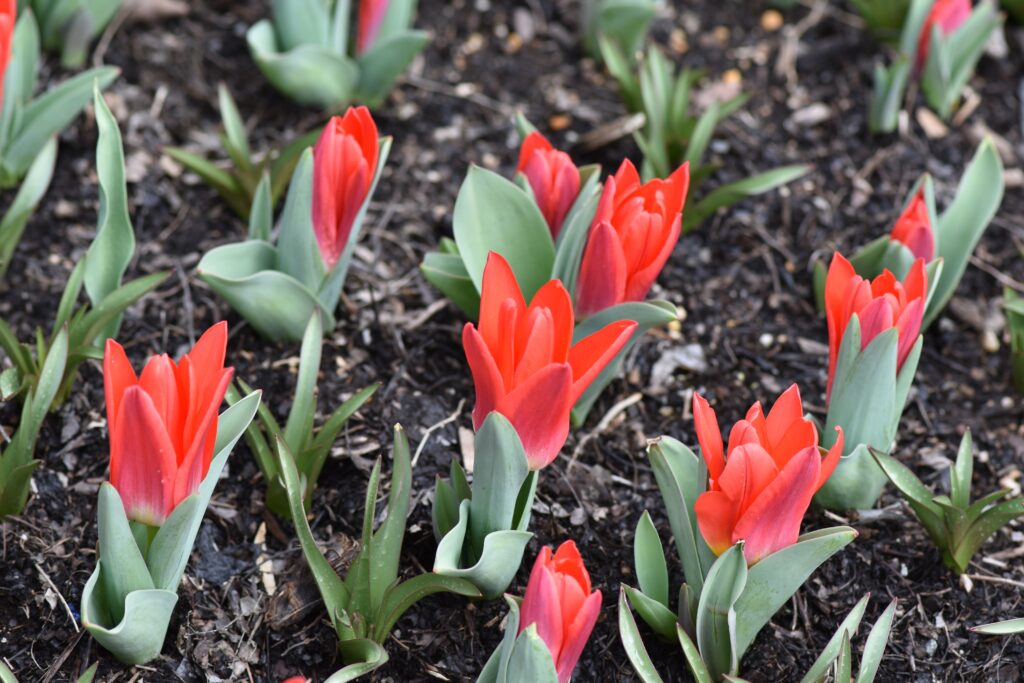 Naturalizing tulips