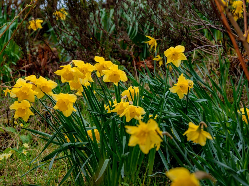 Naturalizing daffodils