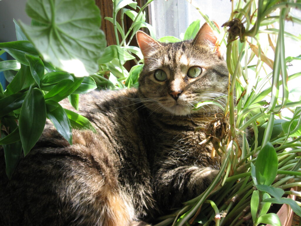Cat in houseplants pot