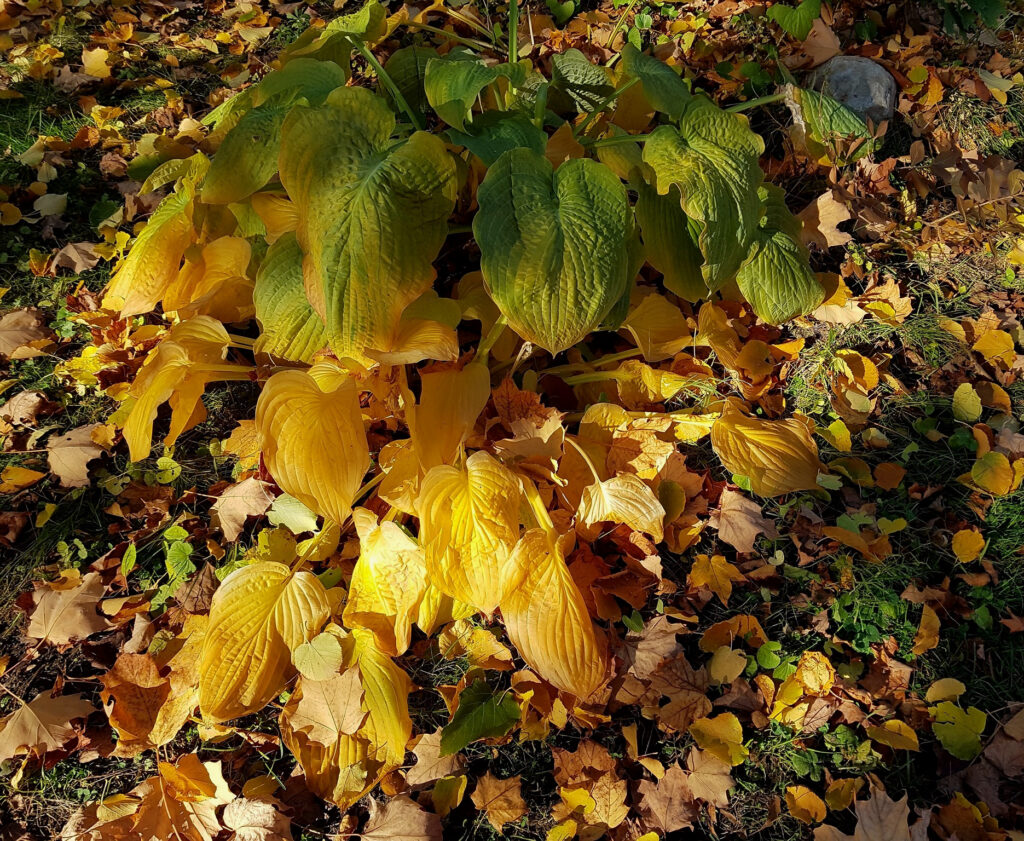 Suggestions for getting Hostas ready for winter