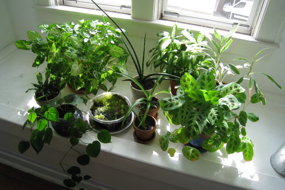 Things to Consider Before Growing Houseplants