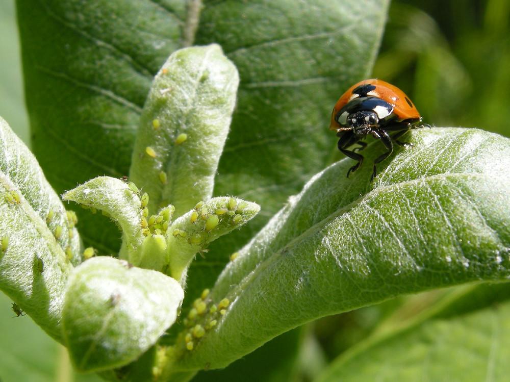 Houseplant Pests Aphids