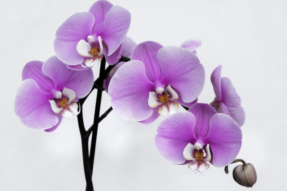 Watering Orchids